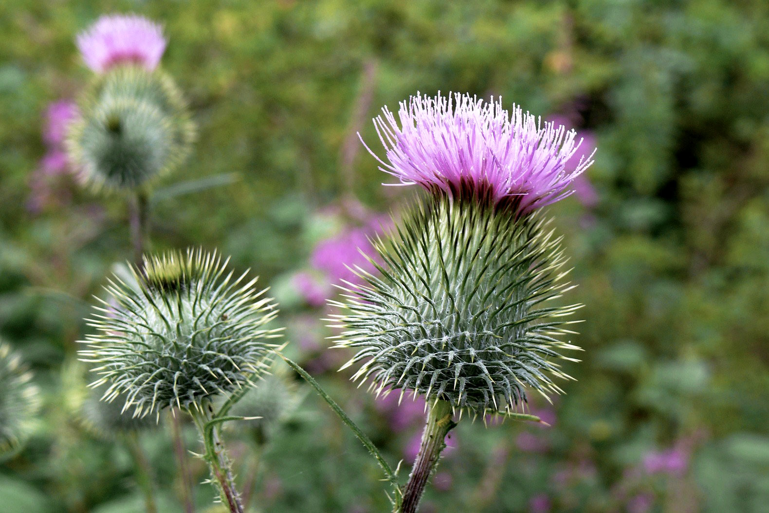 Mariendistel – Leberschäden verhindern und lindern