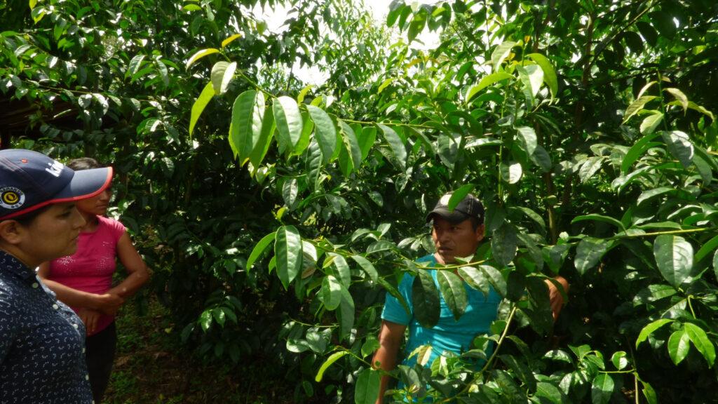 Guayusa Pflanze