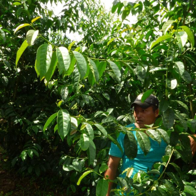 Guayusa Pflanze